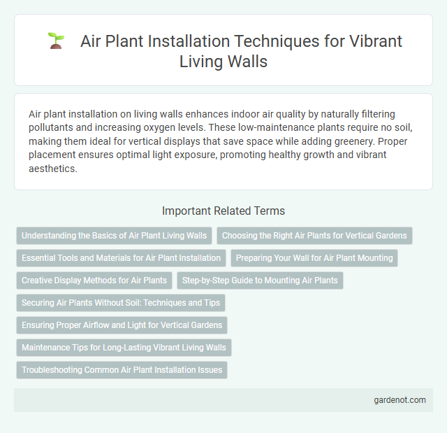 Air Plant Installation Techniques for Vibrant Living Walls