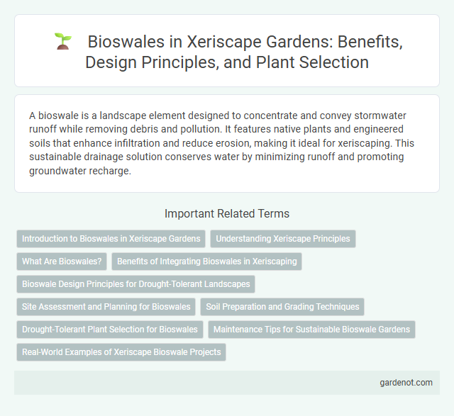 Bioswales in Xeriscape Gardens: Benefits, Design Principles, and Plant Selection