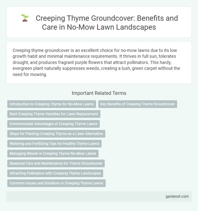 Creeping Thyme Groundcover: Benefits and Care in No-Mow Lawn Landscapes