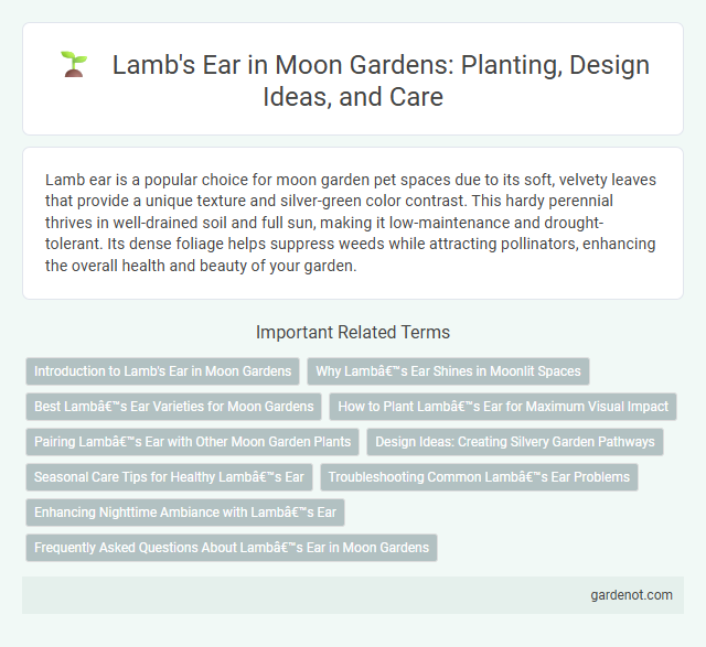 Lamb's Ear in Moon Gardens: Planting, Design Ideas, and Care
