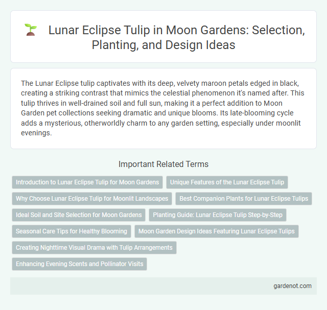 Lunar Eclipse Tulip in Moon Gardens: Selection, Planting, and Design Ideas