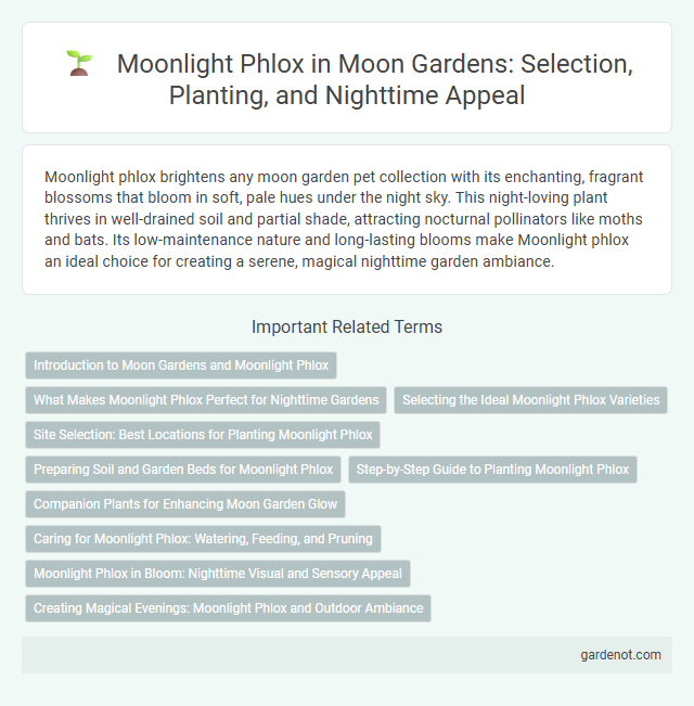 Moonlight Phlox in Moon Gardens: Selection, Planting, and Nighttime Appeal