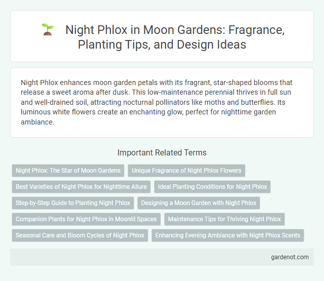 Night Phlox in Moon Gardens: Fragrance, Planting Tips, and Design Ideas