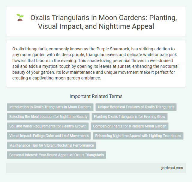 Oxalis Triangularis in Moon Gardens: Planting, Visual Impact, and Nighttime Appeal