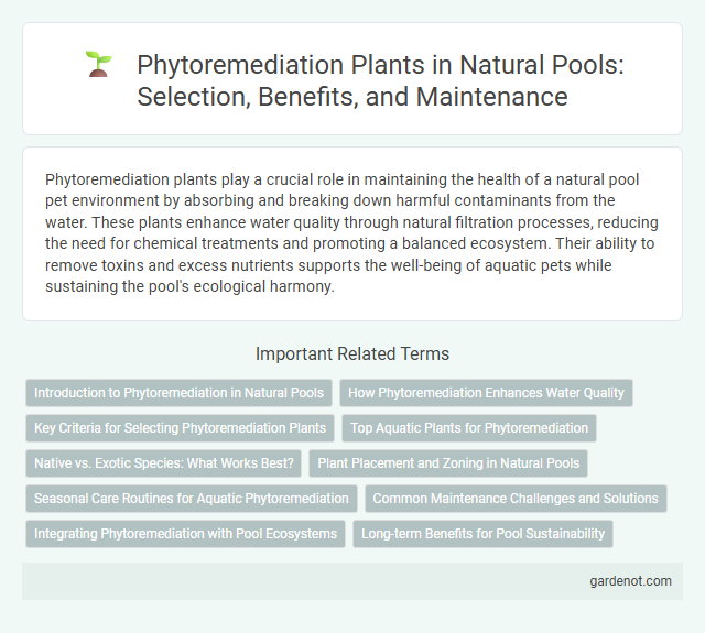 Phytoremediation Plants in Natural Pools: Selection, Benefits, and Maintenance