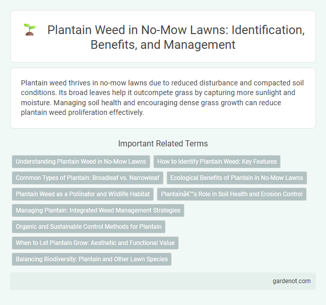 Plantain Weed in No-Mow Lawns: Identification, Benefits, and Management