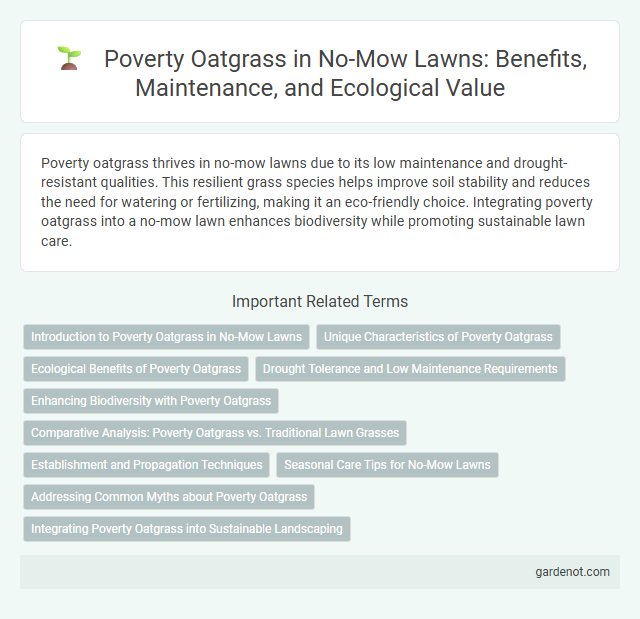 Poverty Oatgrass in No-Mow Lawns: Benefits, Maintenance, and Ecological Value