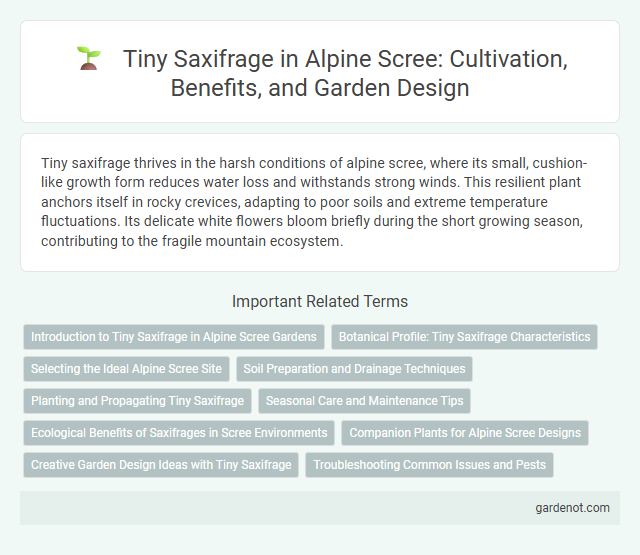 Tiny Saxifrage in Alpine Scree: Cultivation, Benefits, and Garden Design