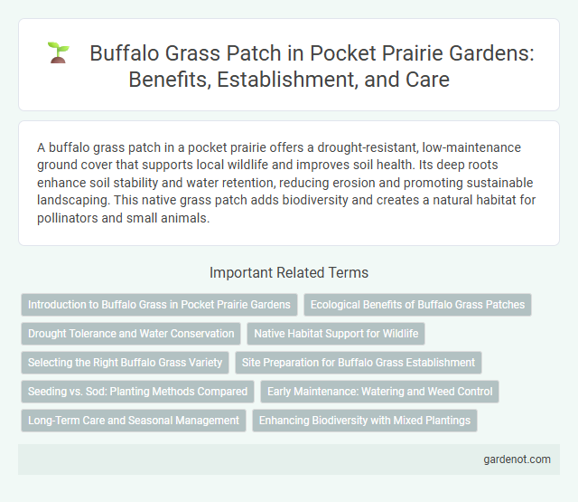 Buffalo Grass Patch in Pocket Prairie Gardens: Benefits, Establishment, and Care