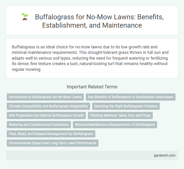 Buffalograss for No-Mow Lawns: Benefits, Establishment, and Maintenance