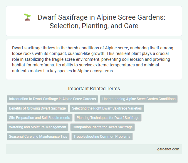 Dwarf Saxifrage in Alpine Scree Gardens: Selection, Planting, and Care