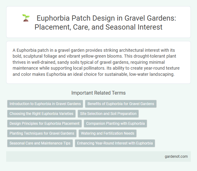 Euphorbia Patch Design in Gravel Gardens: Placement, Care, and Seasonal Interest