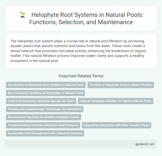 Helophyte Root Systems in Natural Pools: Functions, Selection, and Maintenance