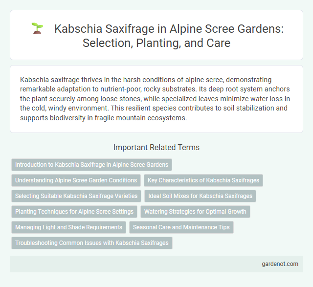 Kabschia Saxifrage in Alpine Scree Gardens: Selection, Planting, and Care