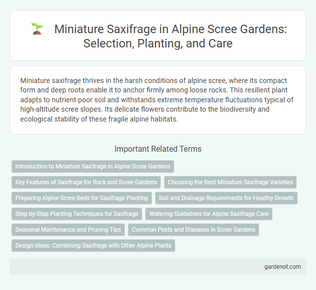 Miniature Saxifrage in Alpine Scree Gardens: Selection, Planting, and Care