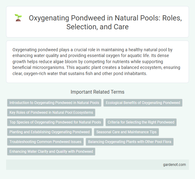 Oxygenating Pondweed in Natural Pools: Roles, Selection, and Care