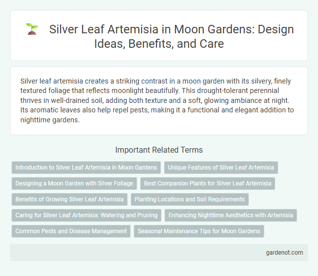 Silver Leaf Artemisia in Moon Gardens: Design Ideas, Benefits, and Care
