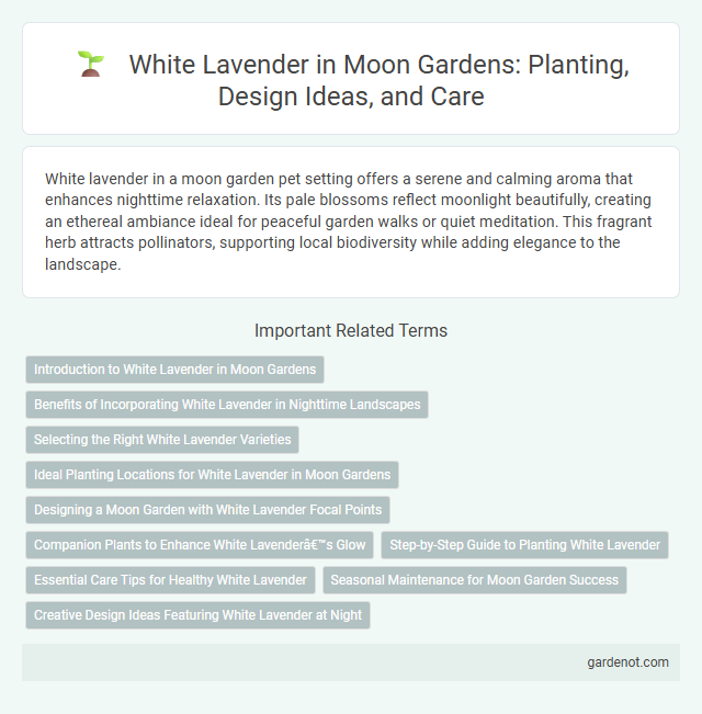 White Lavender in Moon Gardens: Planting, Design Ideas, and Care