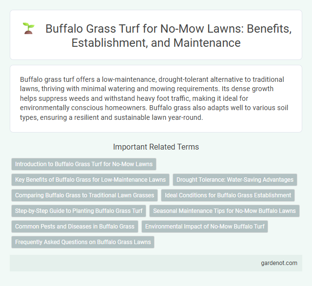 Buffalo Grass Turf for No-Mow Lawns: Benefits, Establishment, and Maintenance