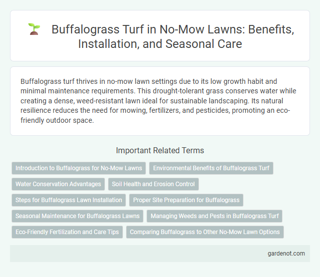 Buffalograss Turf in No-Mow Lawns: Benefits, Installation, and Seasonal Care