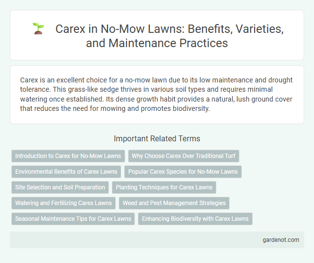 Carex in No-Mow Lawns: Benefits, Varieties, and Maintenance Practices