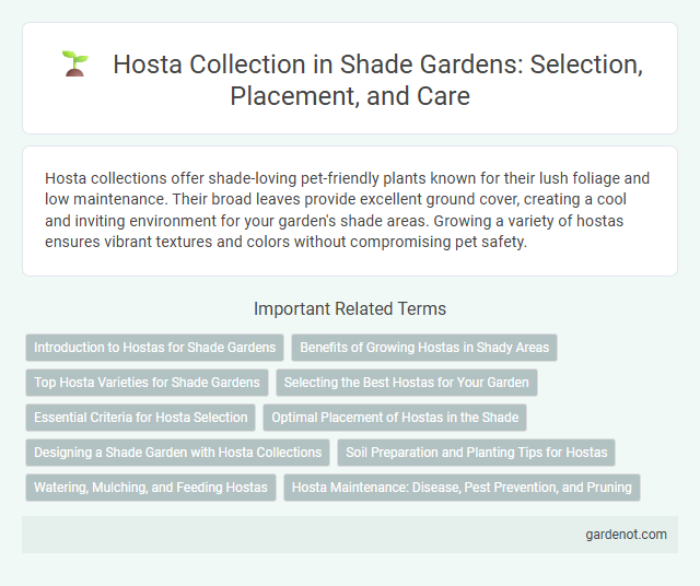 Hosta Collection in Shade Gardens: Selection, Placement, and Care