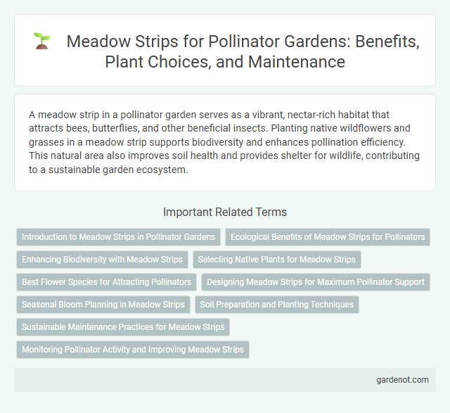 Meadow Strips for Pollinator Gardens: Benefits, Plant Choices, and Maintenance
