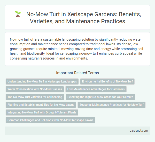 No-Mow Turf in Xeriscape Gardens: Benefits, Varieties, and Maintenance Practices
