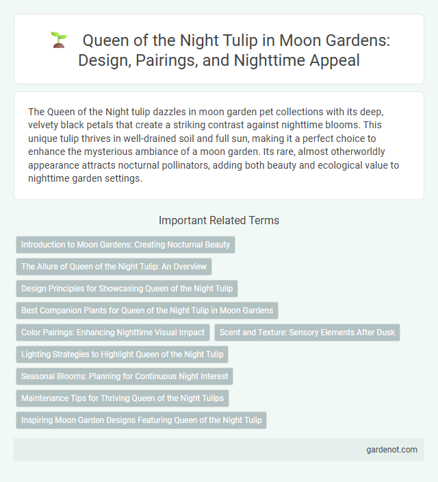 Queen of the Night Tulip in Moon Gardens: Design, Pairings, and Nighttime Appeal