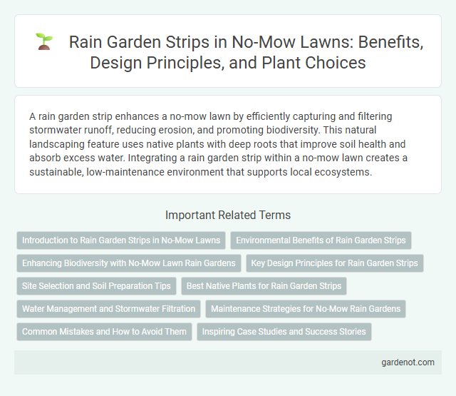 Rain Garden Strips in No-Mow Lawns: Benefits, Design Principles, and Plant Choices