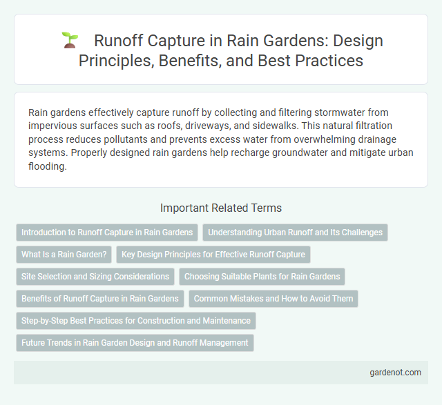 Runoff Capture in Rain Gardens: Design Principles, Benefits, and Best Practices