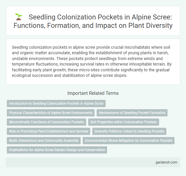 Seedling Colonization Pockets in Alpine Scree: Functions, Formation, and Impact on Plant Diversity