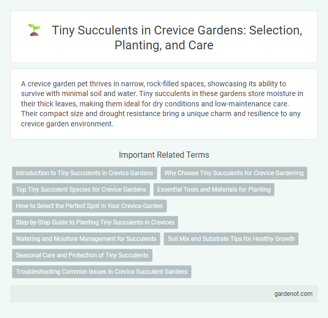 Tiny Succulents in Crevice Gardens: Selection, Planting, and Care
