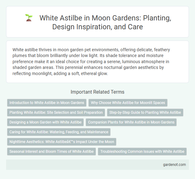White Astilbe in Moon Gardens: Planting, Design Inspiration, and Care