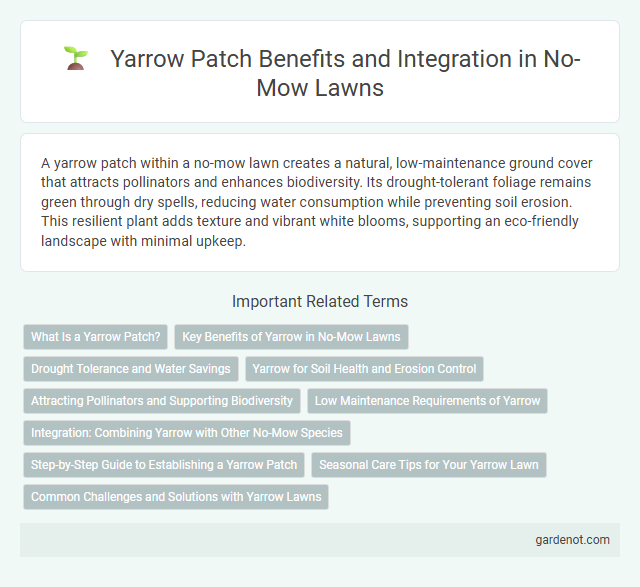 Yarrow Patch Benefits and Integration in No-Mow Lawns
