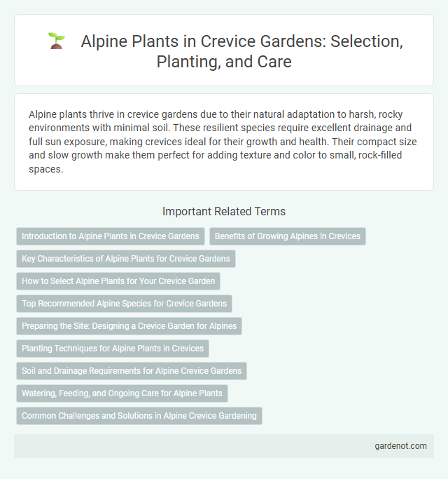 Alpine Plants in Crevice Gardens: Selection, Planting, and Care