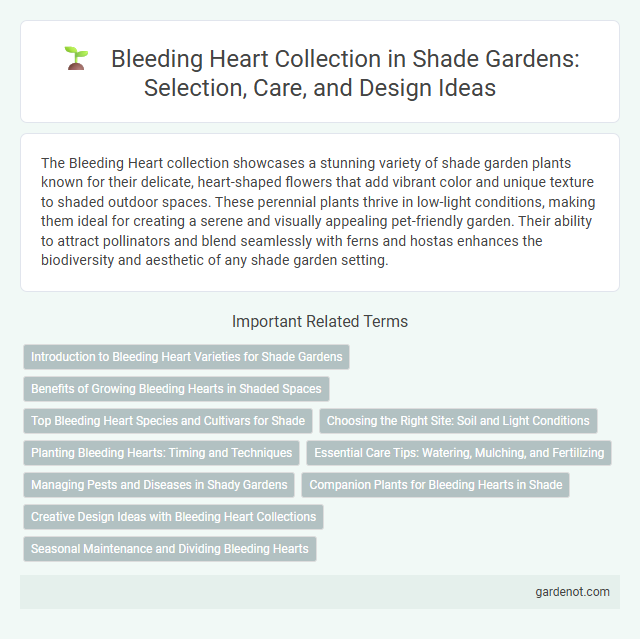 Bleeding Heart Collection in Shade Gardens: Selection, Care, and Design Ideas