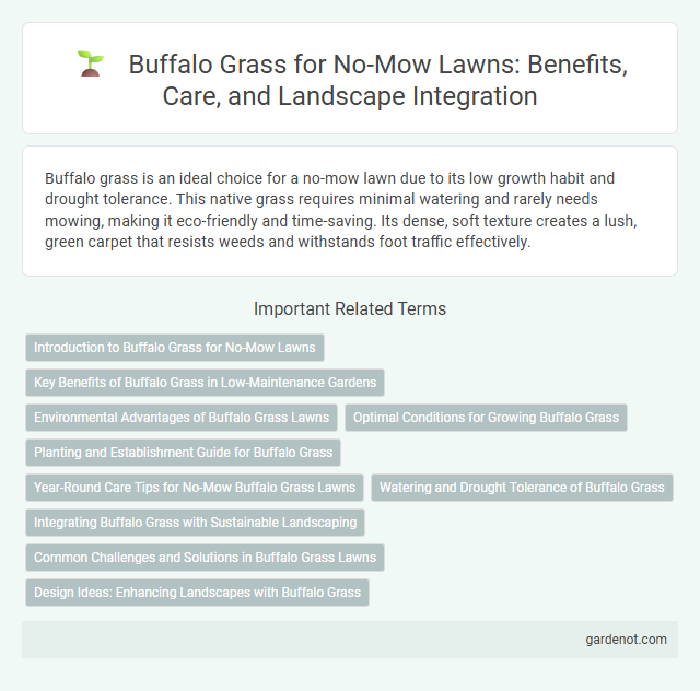Buffalo Grass for No-Mow Lawns: Benefits, Care, and Landscape Integration