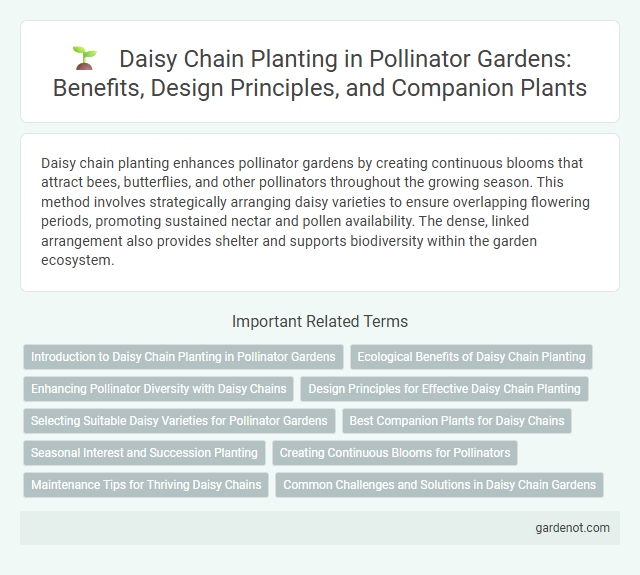 Daisy Chain Planting in Pollinator Gardens: Benefits, Design Principles, and Companion Plants