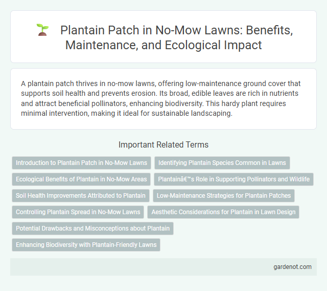 Plantain Patch in No-Mow Lawns: Benefits, Maintenance, and Ecological Impact