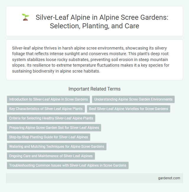 Silver-Leaf Alpine in Alpine Scree Gardens: Selection, Planting, and Care