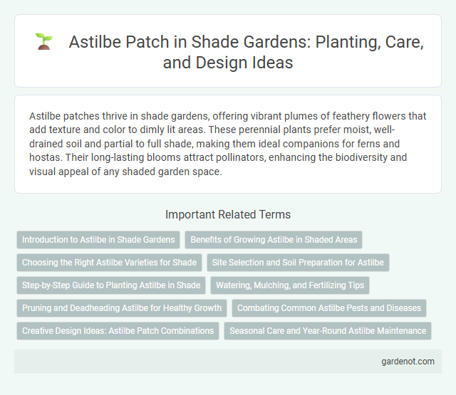 Astilbe Patch in Shade Gardens: Planting, Care, and Design Ideas
