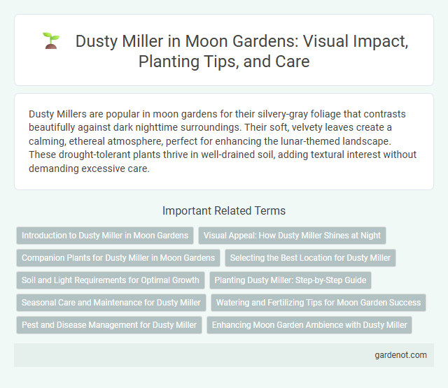 Dusty Miller in Moon Gardens: Visual Impact, Planting Tips, and Care