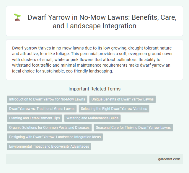Dwarf Yarrow in No-Mow Lawns: Benefits, Care, and Landscape Integration