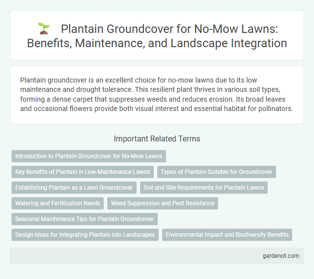 Plantain Groundcover for No-Mow Lawns: Benefits, Maintenance, and Landscape Integration