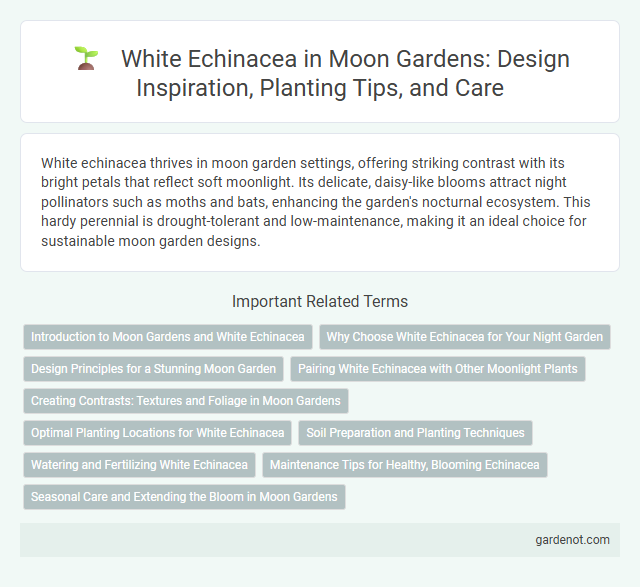 White Echinacea in Moon Gardens: Design Inspiration, Planting Tips, and Care