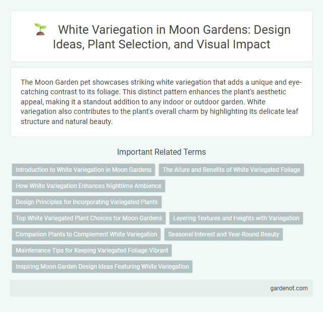 White Variegation in Moon Gardens: Design Ideas, Plant Selection, and Visual Impact