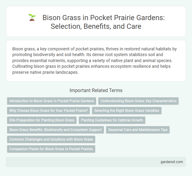 Bison Grass in Pocket Prairie Gardens: Selection, Benefits, and Care