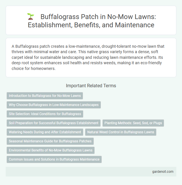 Buffalograss Patch in No-Mow Lawns: Establishment, Benefits, and Maintenance