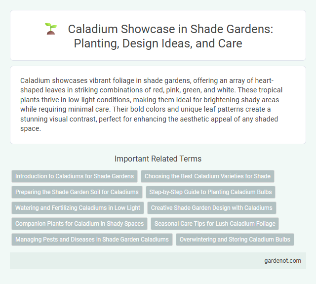 Caladium Showcase in Shade Gardens: Planting, Design Ideas, and Care